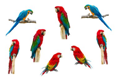 Beyaz arkaplanda Macaw Papağanı izole