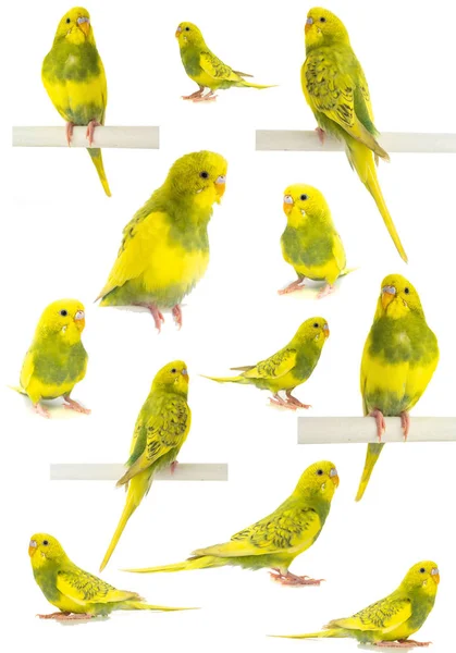 波浪鹦鹉黄色绿色查出在白色背景 — 图库照片