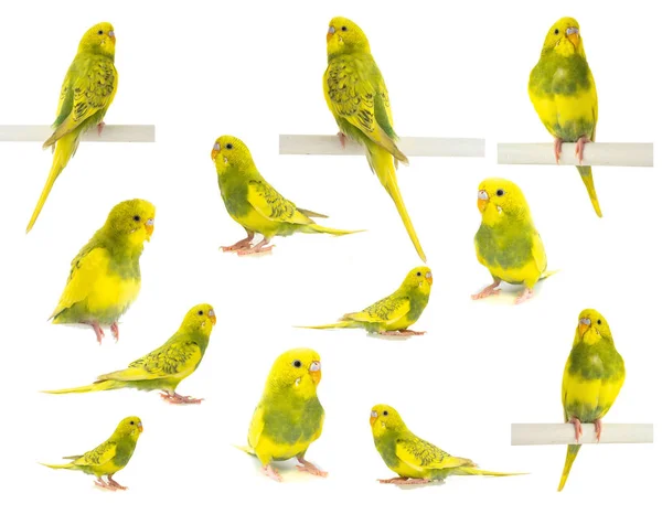 Papuga Falista Żółto Zielony Białym Tle — Zdjęcie stockowe