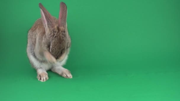 Yeşil Arka Planda Gri Tavşan — Stok video
