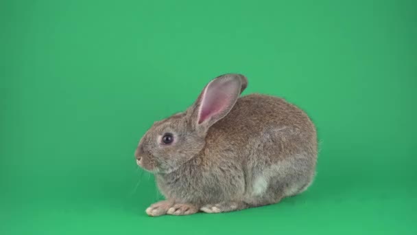 Gray rabbit on green background
