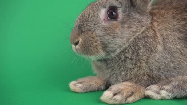 绿背景灰兔 — 图库视频影像