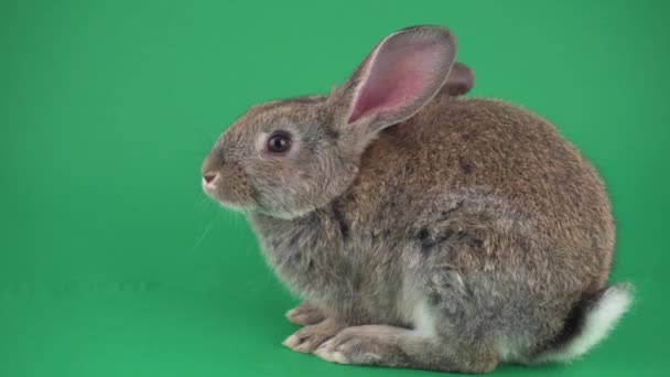 Graues Kaninchen Auf Grünem Hintergrund — Stockvideo