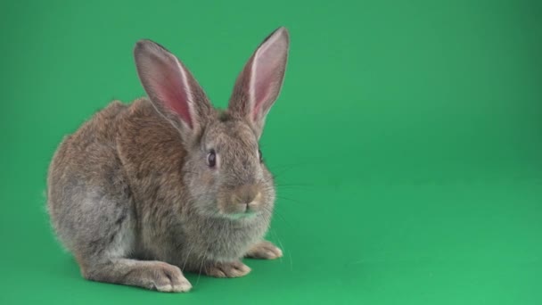 Сірий Кролик Зеленому Тлі — стокове відео