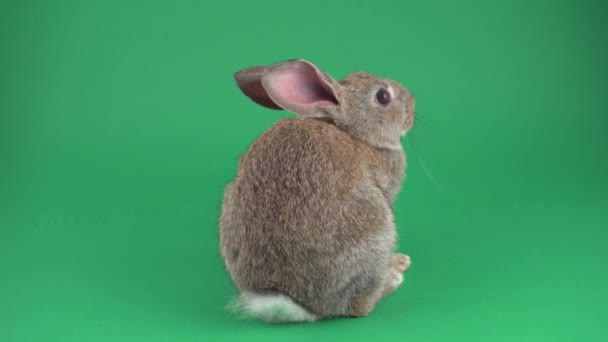 Серый Кролик Зеленом Фоне — стоковое видео