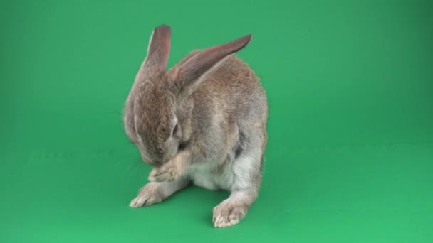 Gray Rabbit Green Background — Stock Video