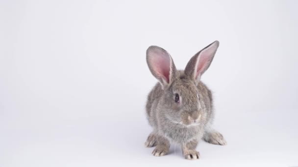 在白色背景上的灰兔子 — 图库视频影像