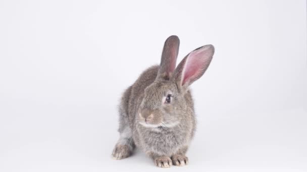 Gray Rabbit White Background — Stock Video