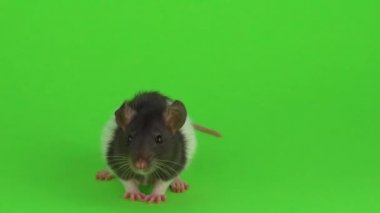 Fare üstünde el Yeşil perde