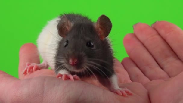 Ratto Sullo Schermo Verde Mano — Video Stock