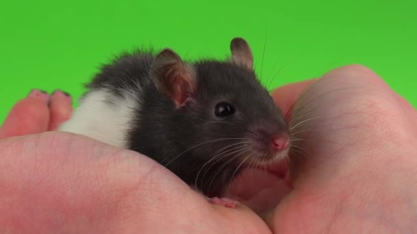 Rat Hand Grön Skärm — Stockvideo