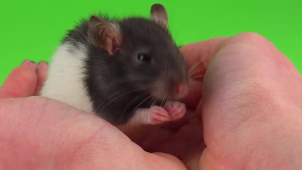 老鼠在手绿色屏幕 — 图库视频影像