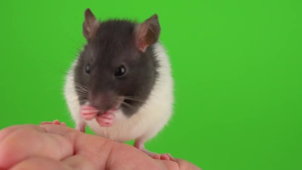 Rat Hand Groen Scherm — Stockvideo