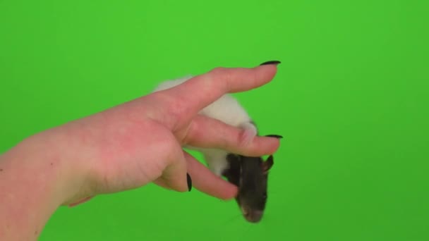 Patkány Kéz Zöld Képernyő — Stock videók