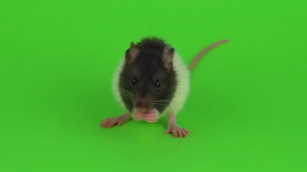 Ratte Auf Dem Grünen Bildschirm — Stockvideo