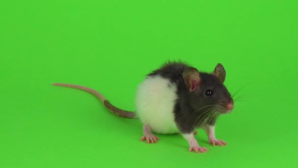 Ratte Auf Dem Grünen Bildschirm — Stockvideo