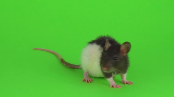 Ratte Auf Dem Grünen Bildschirm — Stockvideo