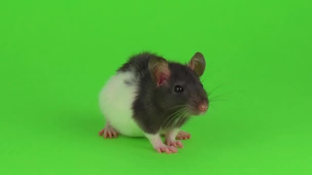 Rat on hand green screen