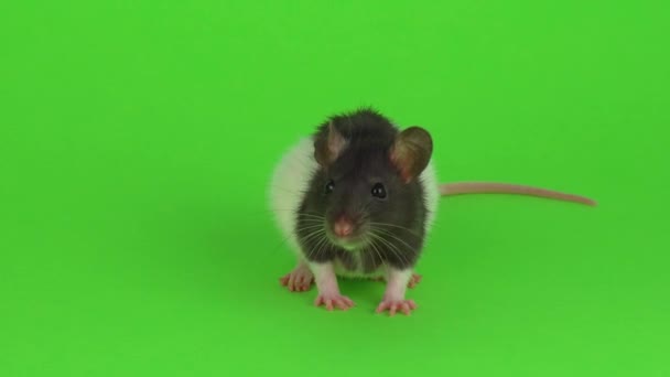 Rat Ruku Zelená Obrazovka — Stock video