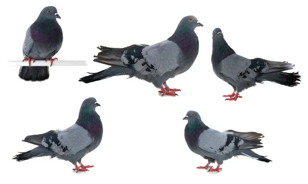 Güvercin gri kuşu beyaz arkaplanda izole edildi