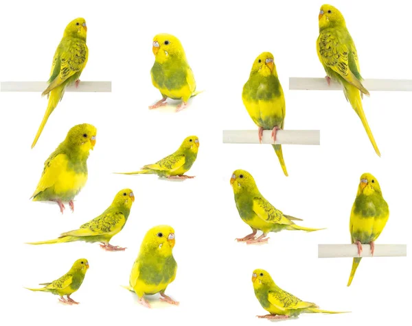 Beyaz Arka Plan Üzerinde Izole Dalgalı Papağan Sarı Yeşil — Stok fotoğraf
