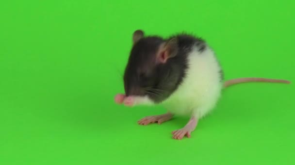Rat Grön Bakgrund — Stockvideo