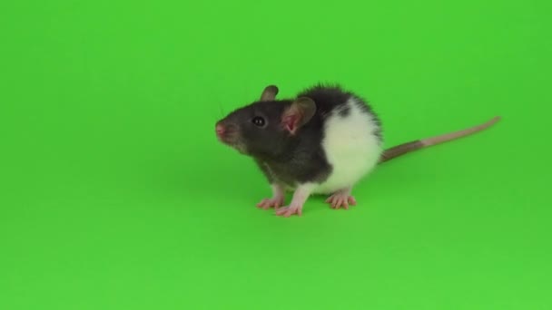 Rat Een Groene Achtergrond — Stockvideo