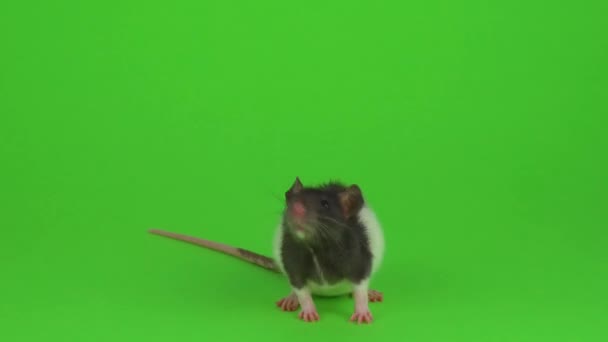 Rat Sur Fond Vert — Video