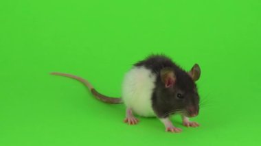 yeşil bir arka plan üzerinde fare