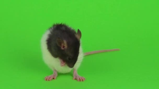 Rat Sur Fond Vert — Video