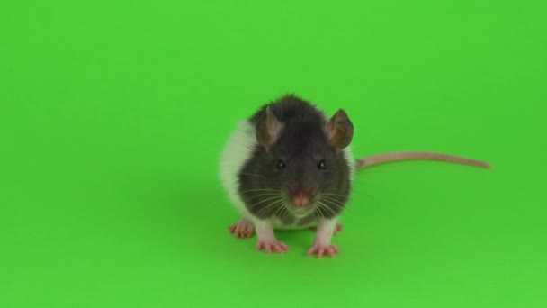 Rat Green Background — Stock Video