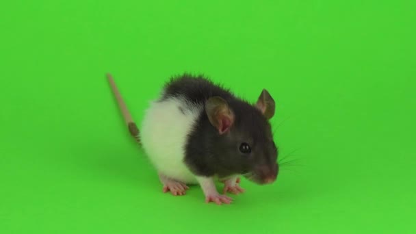 Rat Een Groene Achtergrond — Stockvideo