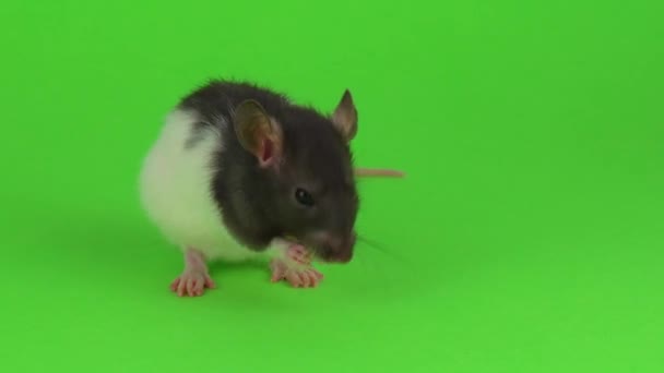 Patkány Egy Zöld Háttér — Stock videók