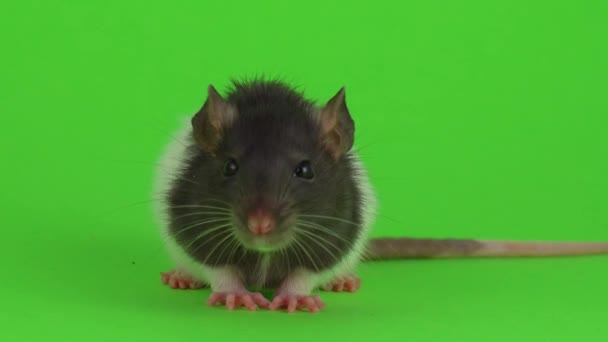 Rat Grön Bakgrund — Stockvideo