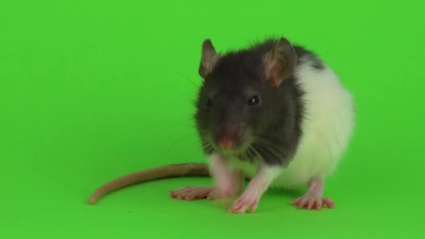 Крыса Зеленом Фоне — стоковое видео