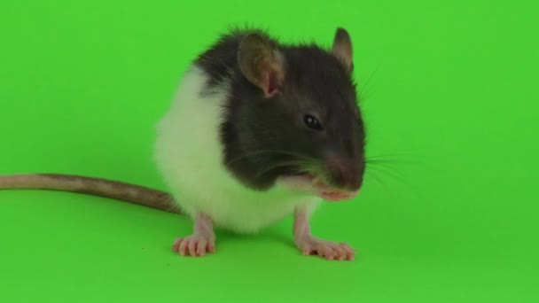 Rat Sur Fond Vert — Video