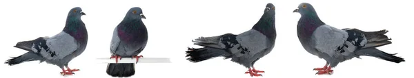 Gołąb Szary Ptak Izolowany Białym Tle — Zdjęcie stockowe