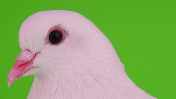 White Dove Ptak Zielonym Tle — Wideo stockowe