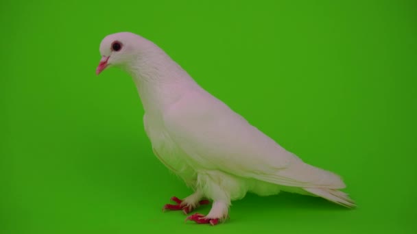 Tourterelle blanche sur fond vert 