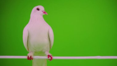 Beyaz kuş yeşil arka plan üzerinde güvercin.