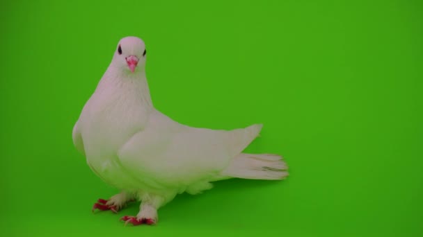 Paloma Blanca Pájaro Sobre Fondo Verde — Vídeos de Stock