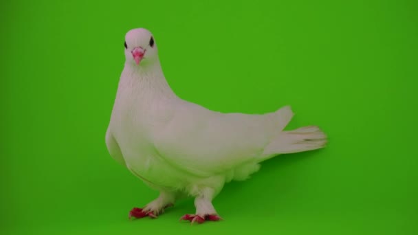 Fehér Galamb Madár Zöld Háttér — Stock videók