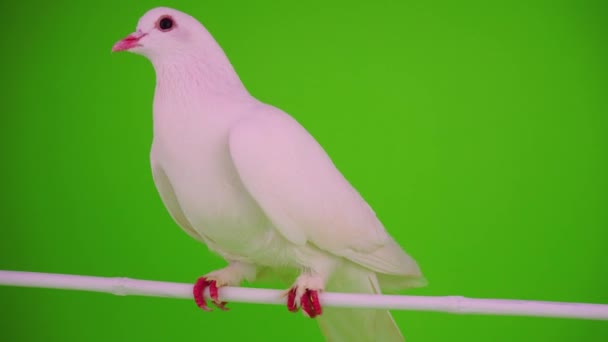 Pássaro Pomba Branca Fundo Verde — Vídeo de Stock
