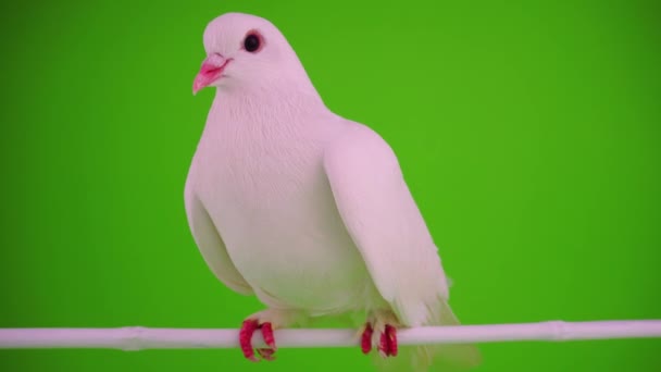 Weiße Taube Vogel Auf Grünem Hintergrund — Stockvideo
