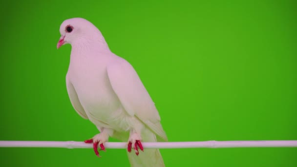 Tourterelle blanche sur fond vert 