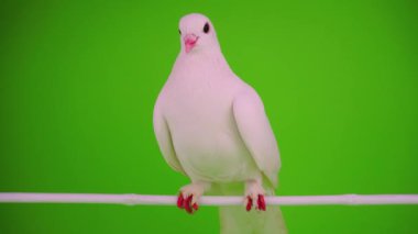 Beyaz kuş yeşil arka plan üzerinde güvercin.