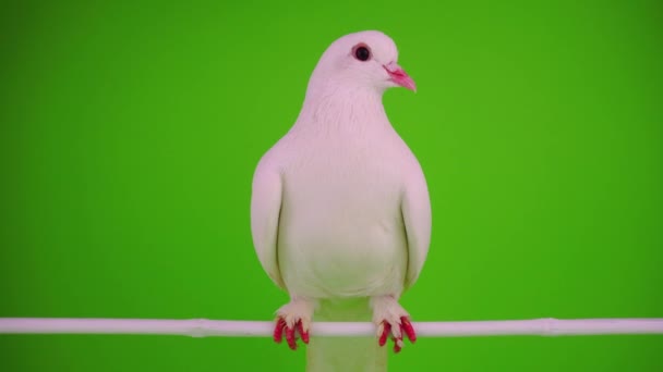 Tourterelle blanche sur fond vert 