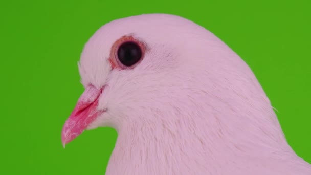 Paloma Blanca Pájaro Sobre Fondo Verde — Vídeos de Stock