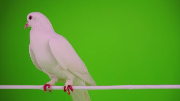 Weiße Taube Vogel Auf Grünem Hintergrund — Stockvideo