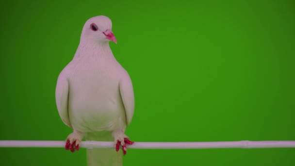 White Dove Bird Green Background — Stock Video